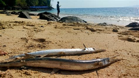 Pergi Ke Pantailihat Teman Lagi Mancing Dapat Ikan Cendrosako😋😯