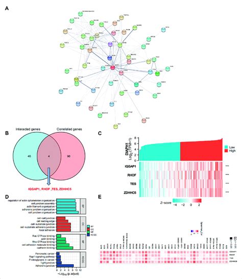 Diaph1 Related Gene Network Kegg Pathway Analysis And Go Enrichment