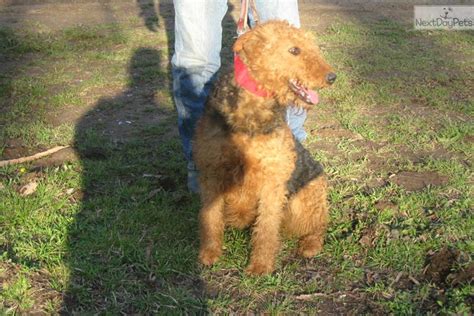 Airedale Terrier For Sale For 600 Near Tulsa Oklahoma Df3b4767 Ca71