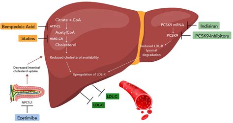 Mechanism Of Non Statin Drugs Ezetimibe Pcsk Inhibitors Bempedoic