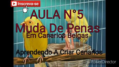 MUDA DE PENAS Aula N5 Aprendendo a Criar Canários Tudo Sobre a Muda