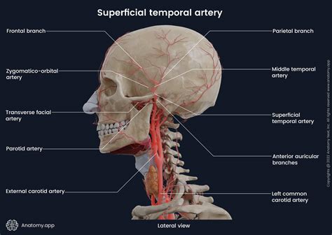 Superficial temporal artery | Encyclopedia | Anatomy.app | Learn ...