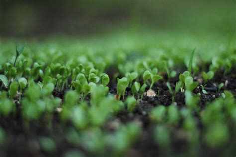 Fertile soil | Inspired Stillness | Brahma Kumaris