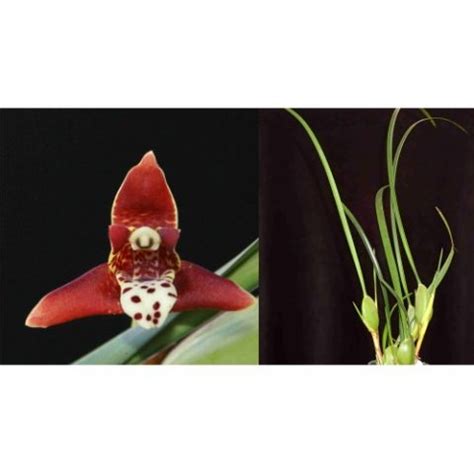 Maxillaria Tenuifolia Plantae Orchids And Rare Plants