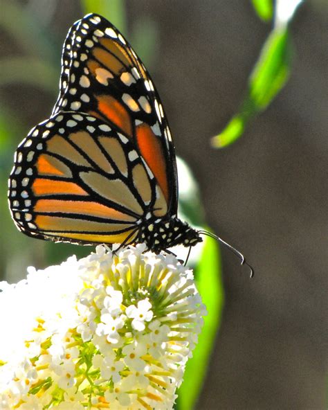 Another Monarch In The Garden Smithsonian Photo Contest