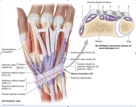 Diagram Of Extensor Compartments Quizlet