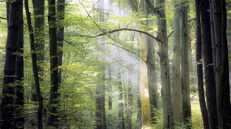 Más De Un Tercio De Los árboles Está En Peligro De Extinción En El