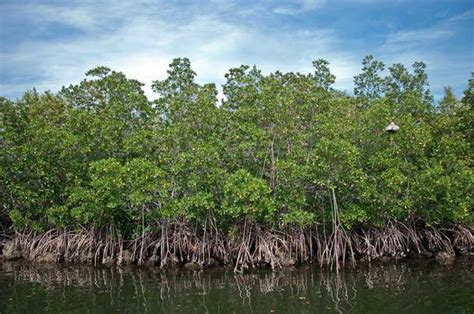 Importance of Coral Reefs and Mangroves: CORAL REEFS and MANGROVES: Significant to Living Things