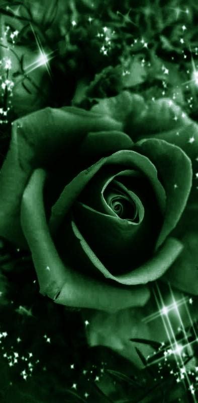 Download Free 100 + green roses wallpaper