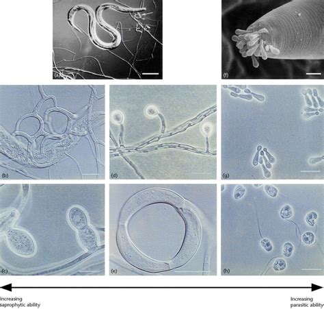 Figure 1 Nematophagous Fungi Encyclopedia Of Life Sciences Wiley