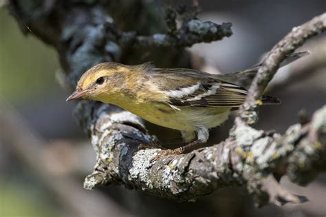 Blackburnian Warbler 1st Fall Jeremy Meyer Photography