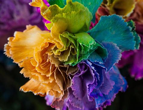 Rainbow color Carnations stock image. Image of carnations - 178342425