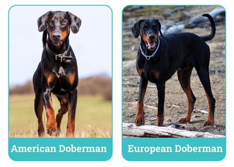 Doberman Europeu X Americano - American vs European Doberman: Main Differences (With Pictures) – Dogster