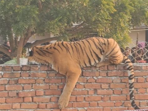 Pilibhit Tiger