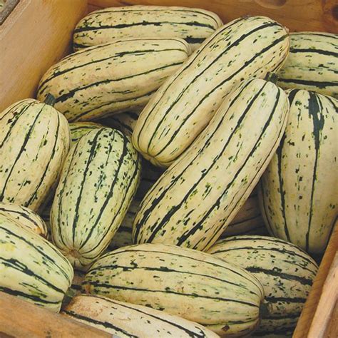 Squash Delicata Order Plants Online Austin Lone Star Nursery