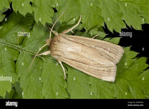 Smoky Wainscot Mythimna Impura Blunt Winged Grass Owls Owlet Moth