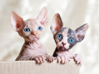 13 Sphynx Cat Breeders - The Best Of The Best