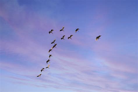 Birds Flock Sunset - Free photo on Pixabay - Pixabay