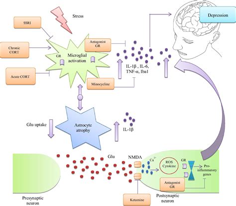 The Role Of Inflammation And Microglial Activation In The