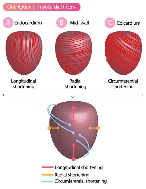 strain strain rate  speckle tracking myocardial deformation