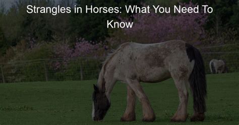 Strangles In Horses What You Need To Know Horse With A Name