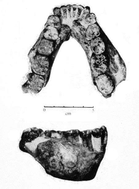 Paranthropus boisei - KNM ER 3230