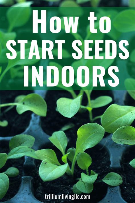 How To Start Seeds Indoors Complete Guide Trillium Living Growing