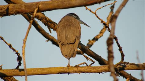 The BC Bird Trail Look Up Stay Grounded