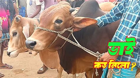 Bhai Koto Nilo Qurbani Cows Hozrotpur Paragram Gorur Hat 2023 Part