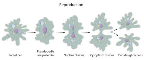 Amoeba Anatomy Illustrations Royalty Free Vector Graphics And Clip Art Istock