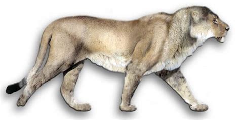 American lion - the largest lion in history | DinoAnimals.com