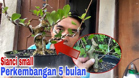 Solusi Pertumbuhan Bonsai Macet Bonsai Sianci Small Bahan Sisa Youtube