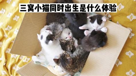 让本来就有12只猫的家庭又多了12只猫 小奶猫的成长日记 又是被小猫可爱到的一天 可爱到爆炸 腾讯视频