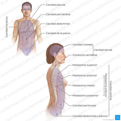 Cavidades Del Cuerpo Humano Anatom A Y Terminolog A B Sica