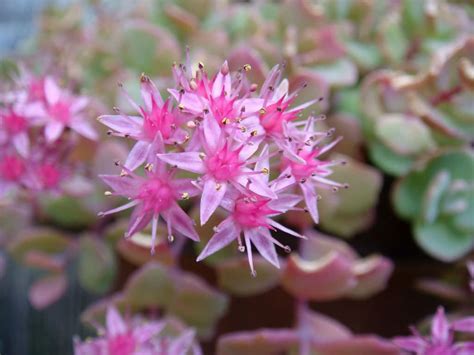 Hylotelephium Cauticola Sedum Cauticola Cliff Stonecrop World Of