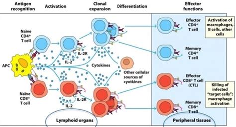 Adaptive Immunity T And B Cell Activation Differentiation And Memory