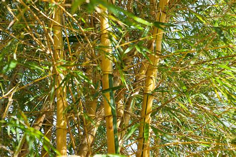 Costa Rica Bamboo By Stocksy Contributor Mental Art Design Stocksy