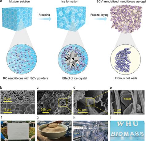 A Scheme Of The Preparation Of SCVn Aerogels B SEM Image Of RC