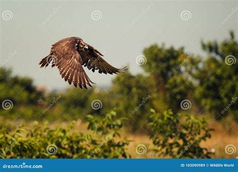 Birds of Prey - Saker Falcon Falco Cherrug in Flight. Stock Image ...