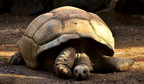 Qual Animal Que Vive Mais Tempo