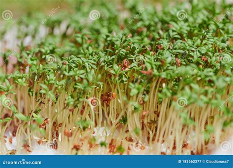 Fresh Green Cress Macro Photo Stock Image Image Of Salad Organic