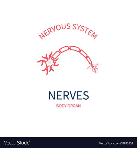 Nerve Medical Diagram Nervous Body System Vector Image