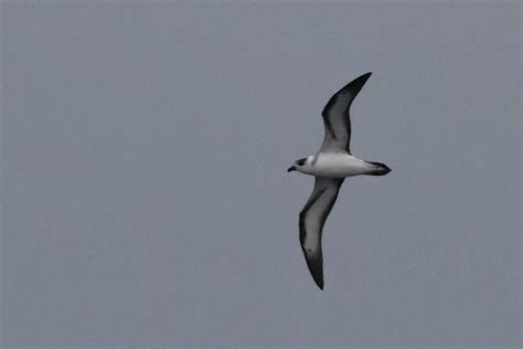 050a0941 Black Capped Petrel Pterodroma Hasitata Hudson Ca Flickr