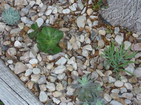 A Few of My Favorite Things: Front Yard Succulents