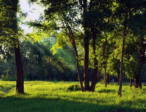 Kostenlose Foto Landschaft Baum Natur Wald Gras Licht