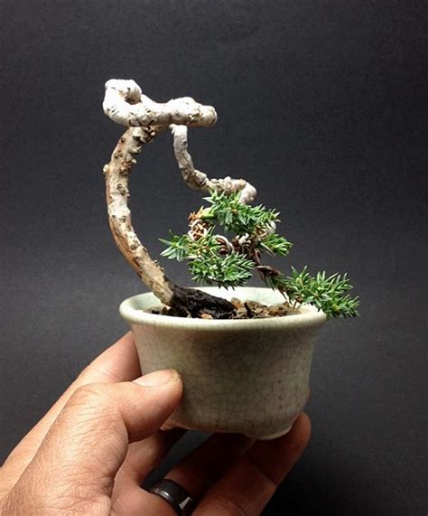 Mame Juniper Bonsai Tree By Ken To By Kentoart On Deviantart