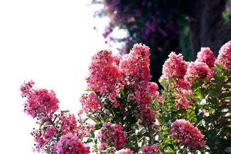 Lagerstroemia Coral Magic Crape Myrtle Garden