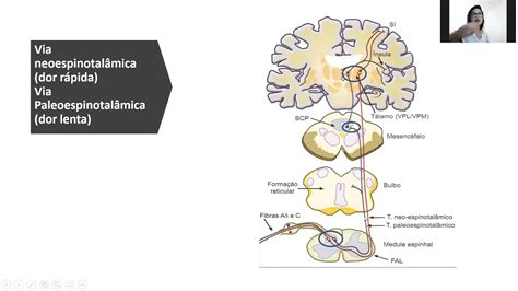 APRENDA AGORA transdução condução e vias da DOR YouTube