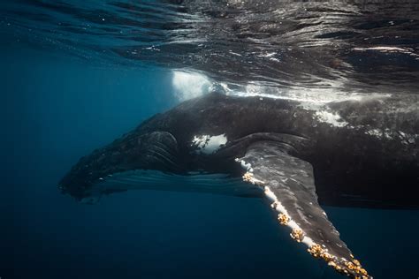 Automated detection of Baleen Whales off Nova Scotia - StylesGroup Underwater Accoustics