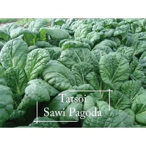 Organic Tatsoi Seeds 200 Seed Pot Friendly Tanam Pasu Benih Sayur